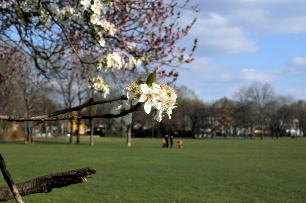 Frühling auf dem Alaunplatz