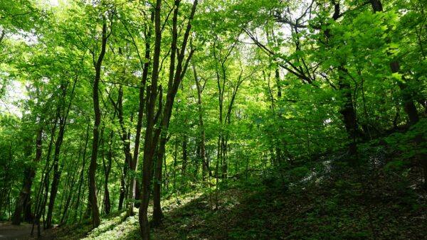 Sattes Grün: Die Heide im Mai 2021 - Foto: Jonas Breitner