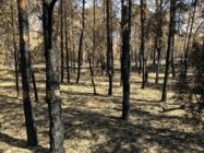 Waldbrandsaison in Sachsen hat begonnen In der Gohrischheide bei Zeithain wurde im Jahr 2022 mit einer Schadfläche von etwa 553 Hektar der größte Einzelwaldbrand seit 1992 verzeichnet. Foto: Inge Gerdes, Sachsenforst