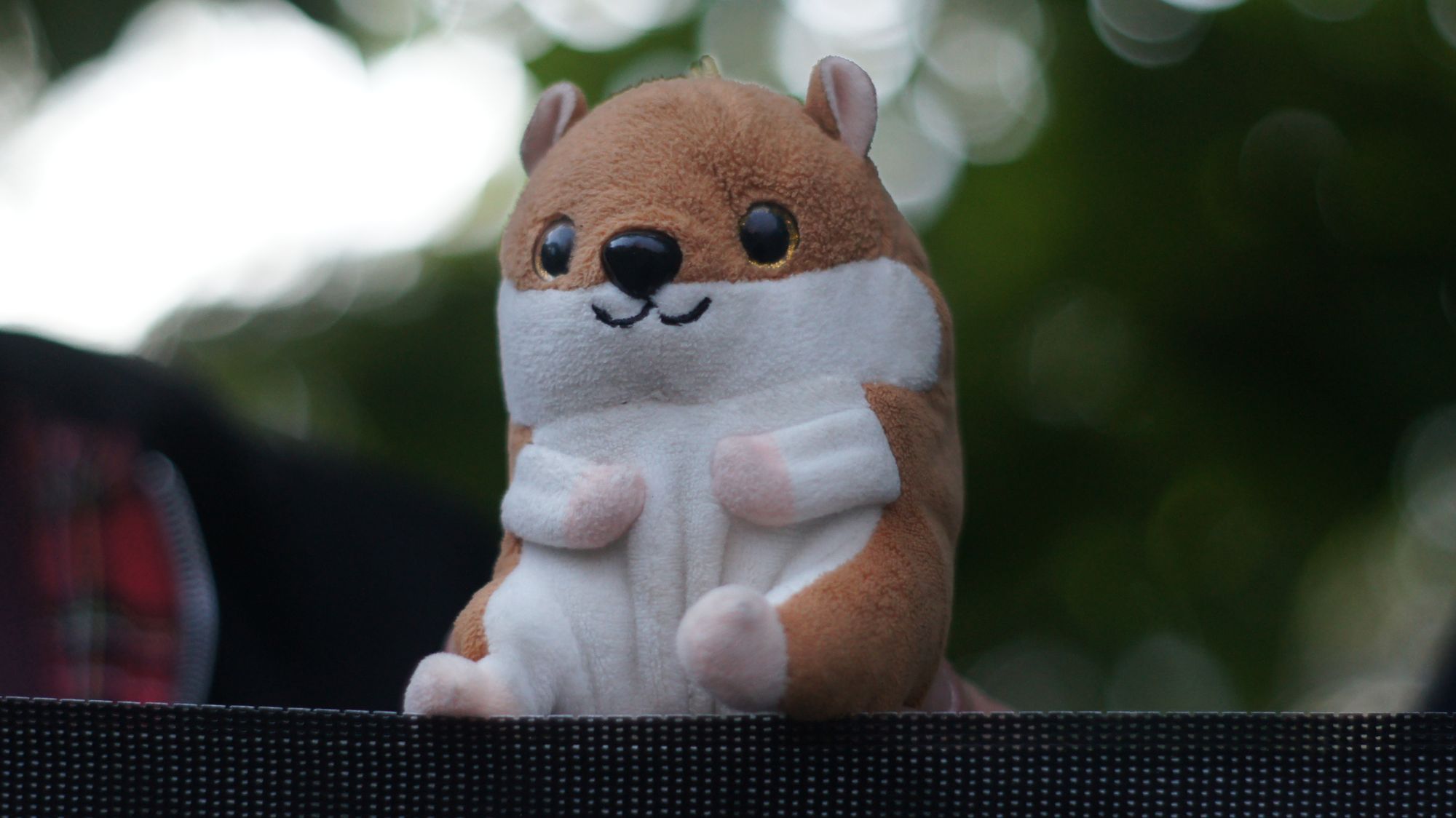 Wer ist Fred? Namensgeber Fred, die linke Socke. Foto: PS