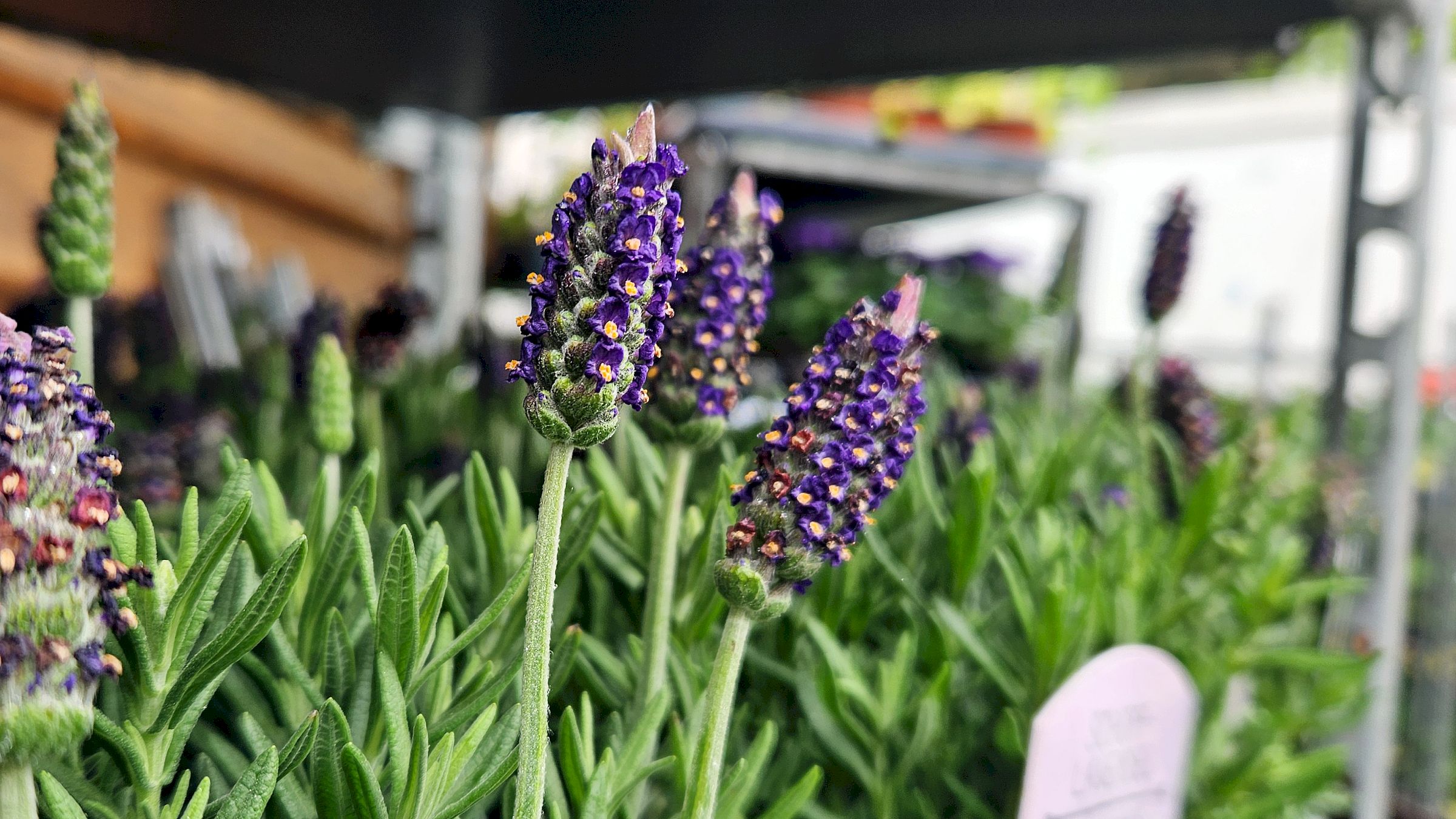 Duftet verführerisch: Schopf-Lavendel mit italienischen Wurzeln. Foto: Anton Launer