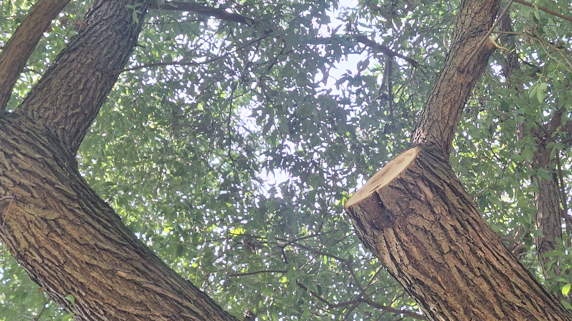 Aus die Schaukel! 2025-17-08 – Prießnitzschaukel_Einschnitt