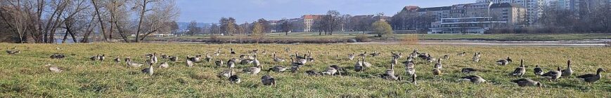 Gänse am Elbufer - November 2025