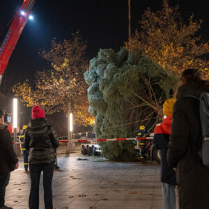 Der Weihnachtsbaum für den Augustusmarkt ist da Weihnachtsbaum für den Augustusmarkt. Foto: Sebastian Diehl