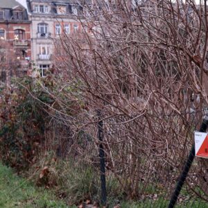 Einer von sieben Postenstandorten auf dem Alaunplatz. Foto: Daniel Härtelt