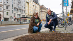 Baumspenden für die Neustadt Ulla Wacker (Grüne) und Norbert Rogge (Grüne) vor einer umbepflanzten Baumscheibe an der Bautzner Straße. Foto: Sebastian Diehl