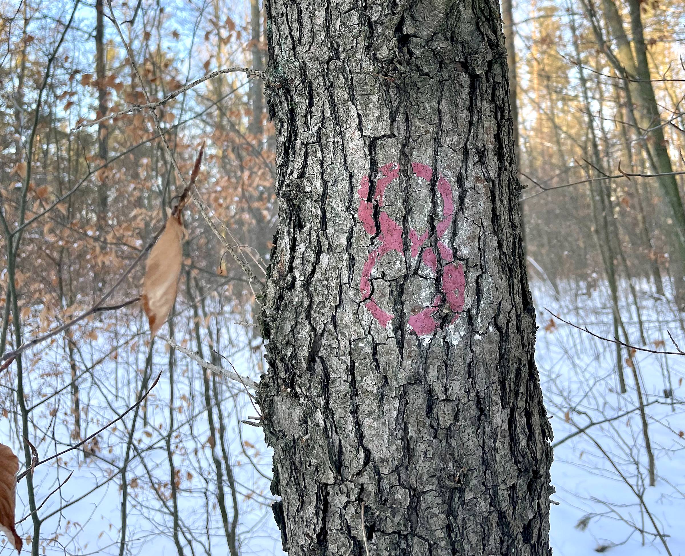 Einer der ganz alten Wanderwege durch die Neustadt: die Alte Acht. Foto: privat