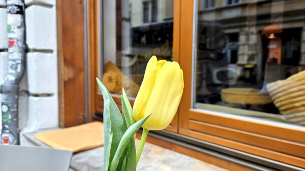 Das Combo hat schon mal die Tulpen rausgestellt. Foto: Anton Launer