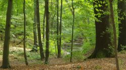 Frühling in der Dresdner Heide – Sachsenforst lädt zu Exkursionen Im Frühling mit am schönsten - die Dresdner Heide - Foto: Christina Loose