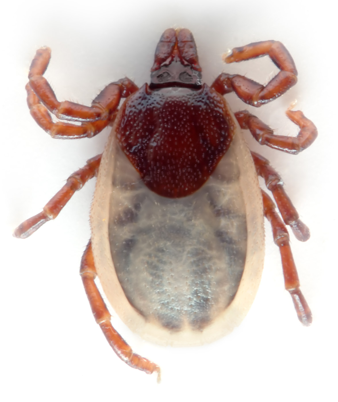 Erwachsene Igelzecke (Ixodes hexagonus) - Foto: André Karwath aka