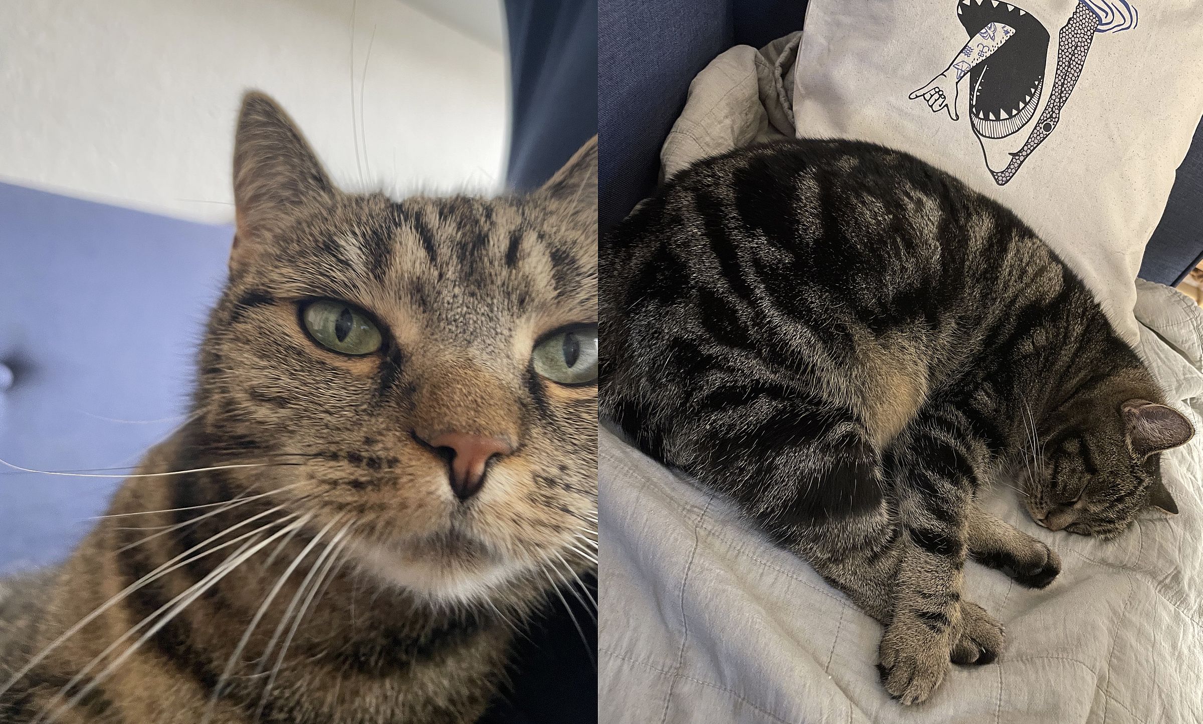 Vermisste Katze Pippa