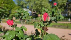 Rosengarten feiert Jubiläum Rosen - Foto: Anton Launer