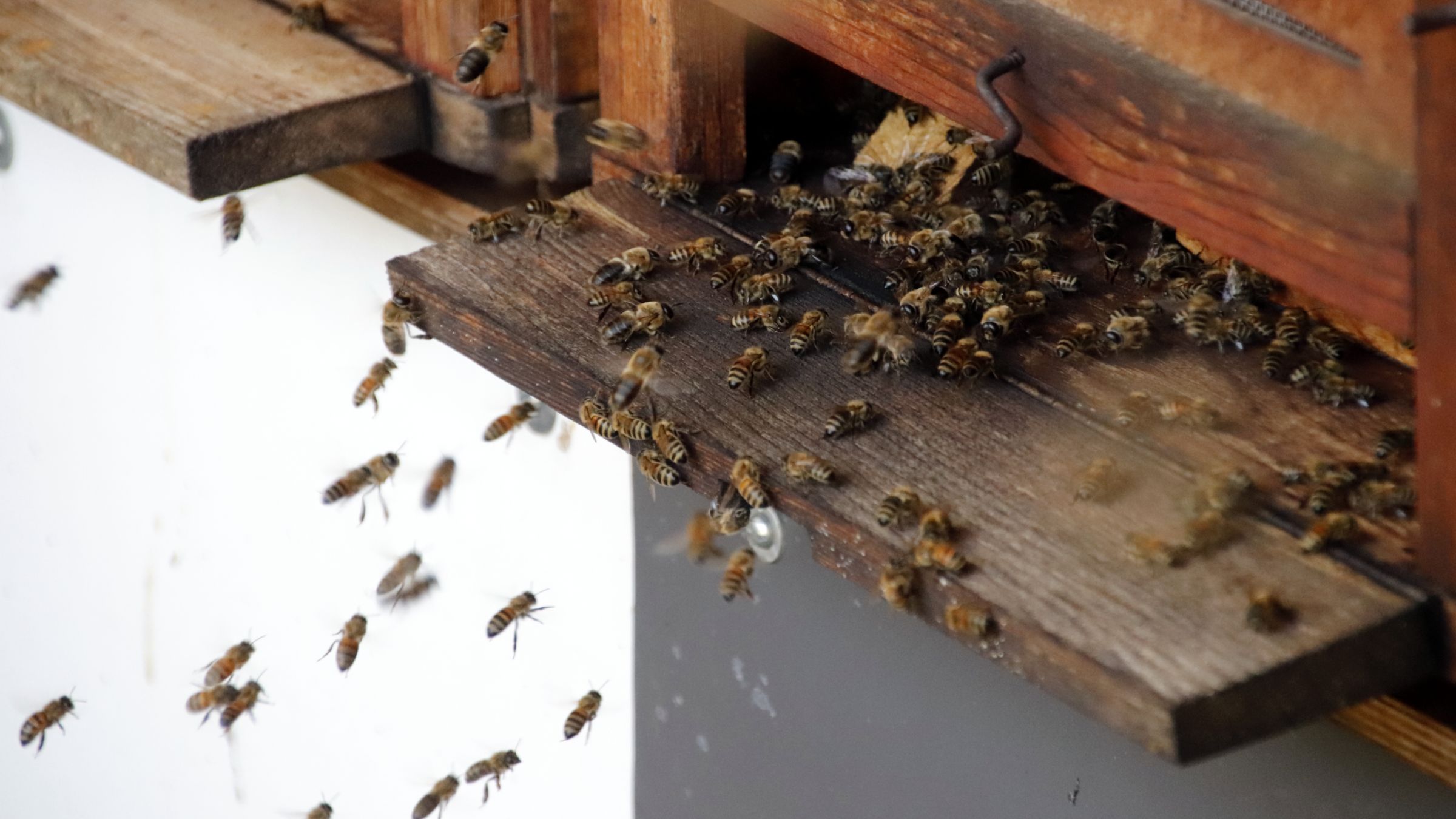 Rund eine Viertelmillion Bienen summen bei Imker Richter herum. Foto: Anton Launer