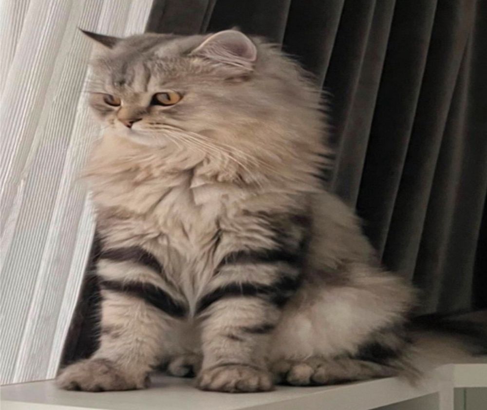 Vermisster Kater