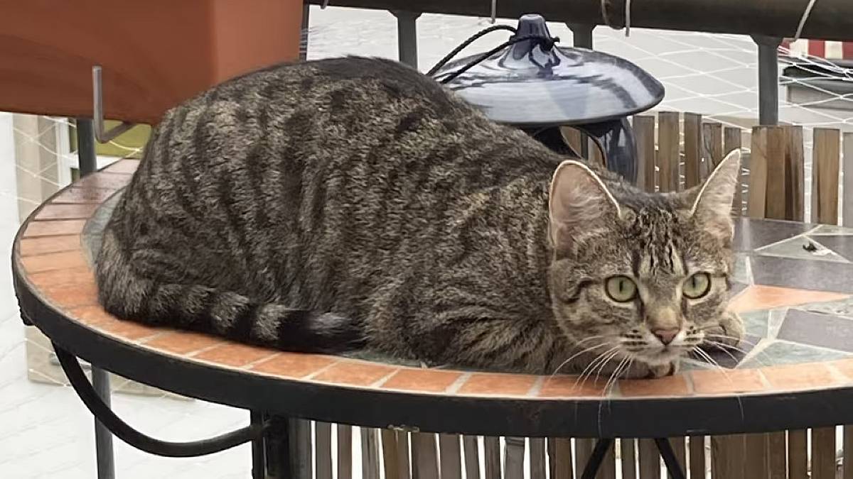 Vermisste Katze Kiri
