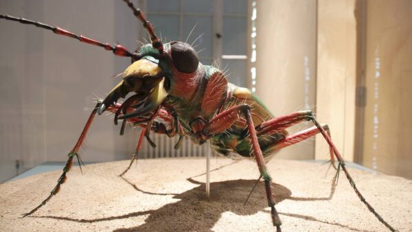 Der Sandlaufkäfer darf natürlich in der Ausstellung nicht fehlen - Foto: Anton Launer
